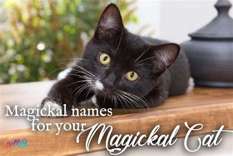 Witchcraft and Cat Rescue: Caring for Feline Familiars in Wiccan Practice